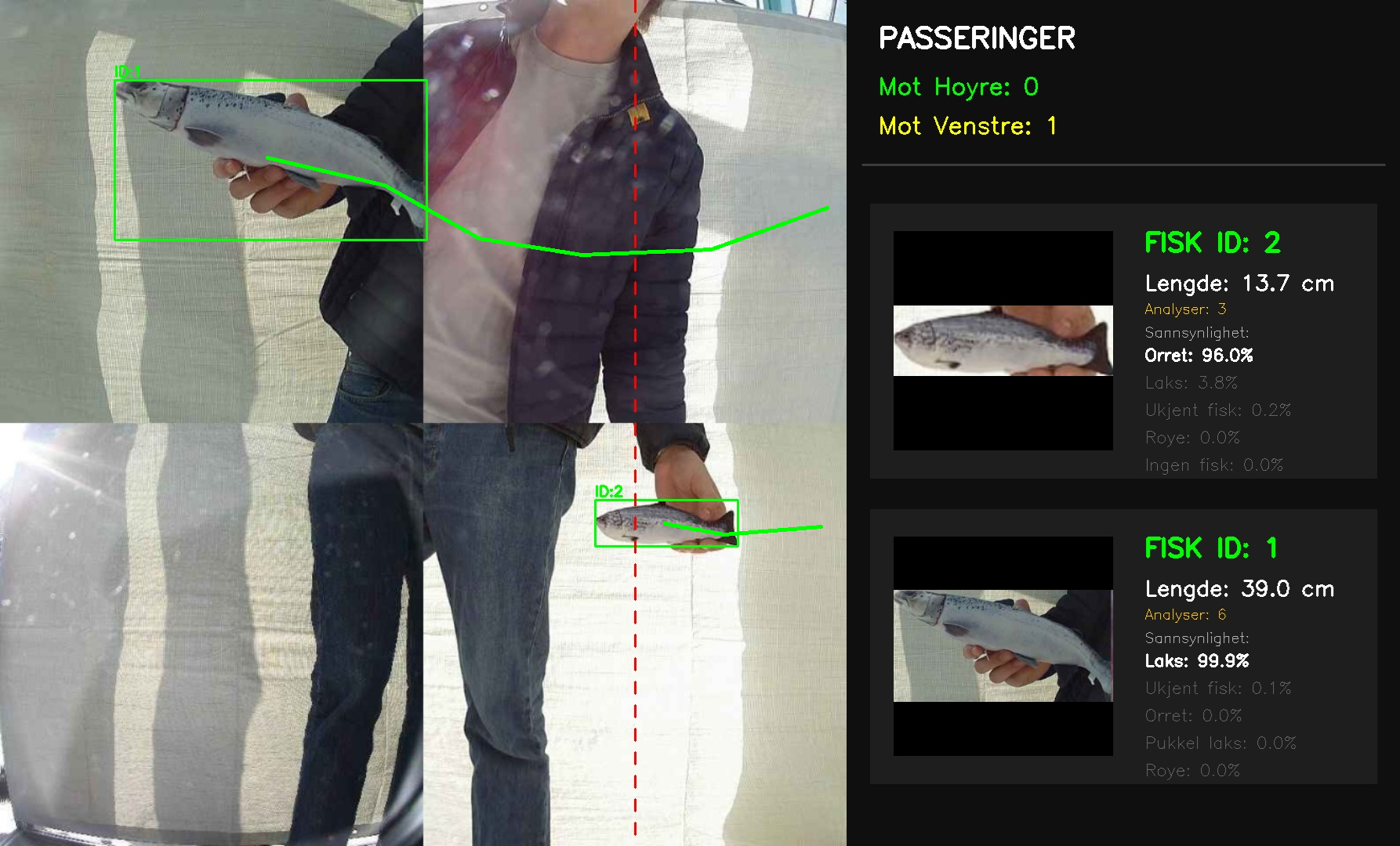 Demo av hele pipelinen med et webkamera på pulten: en person går forbi mens hen holder papirutskrifter av to laks. Web-UI-et legger bounding boxes på hver utskrift, gir «FISK ID: 1» og «FISK ID: 2», og rapporterer estimerte lengder (13,7 cm og 39,0 cm) og artssikkerhet rundt 96–98 %.